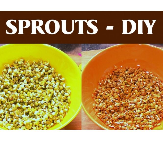 DIY: How to Grow Mung Bean Sprouts – Easy Method