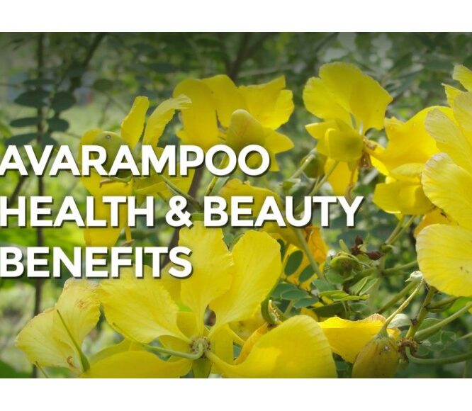 Avarampoo ( Avaram Senna) Benefits For Skin & Health | Natural Remedies for Diabetes