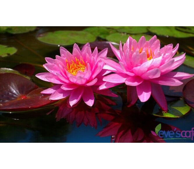 Evescafe | 9 Amazing Benefits Of Lotus