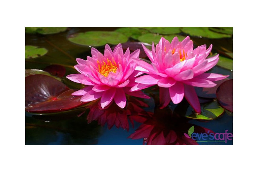 Evescafe | 9 Amazing Benefits Of Lotus