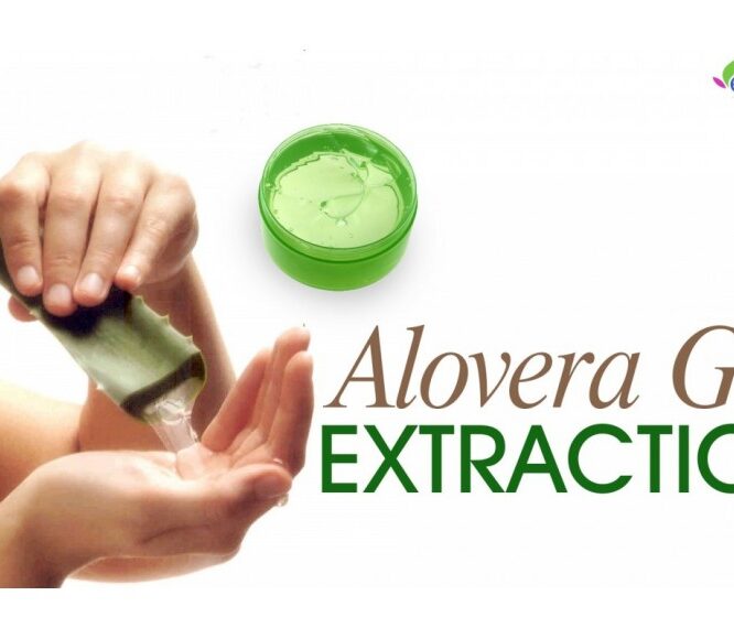 Extracting AloeVera Gel from the Plant