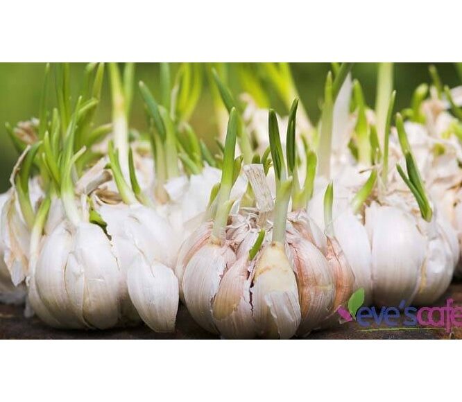 Top 7 Foods for Breast Cancer Prevention