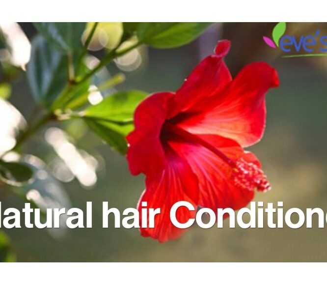 DIY : Hibiscus Hair Conditioner – Dry Hair Treatment